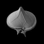 Microfossil Image Competition 2014 for 2015 TMS Calendar – Winners