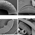 Microfossil Image Competition 2014 for 2015 Calendar – Gallery